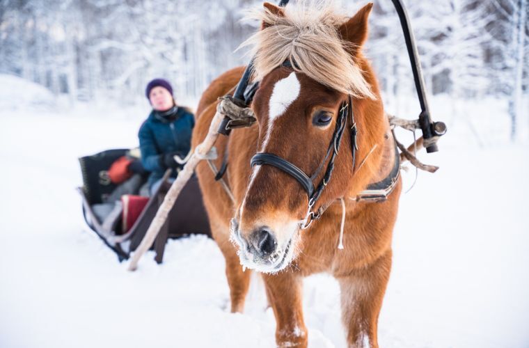 Naaranlahti lakeside cabins, snow and Finnish horse sleigh in winter